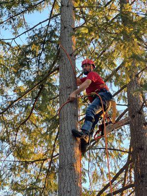 Dream Team Tree Service