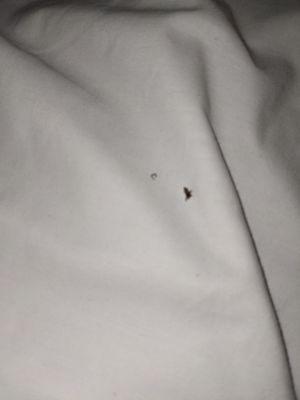 Bug, looks like a bed bug but I can't be sure.