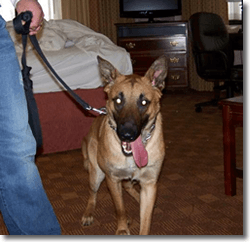 K-9 BED BUG DETECTION