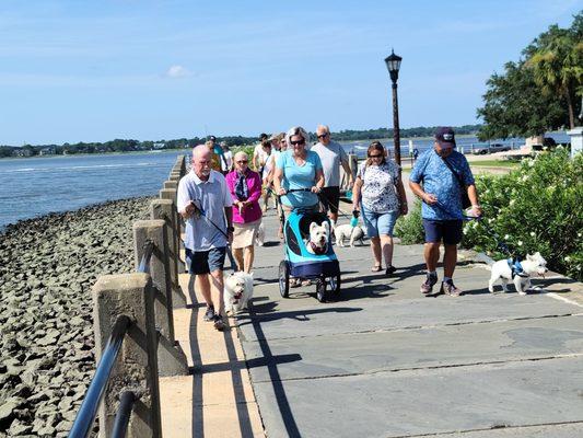 Westie walk