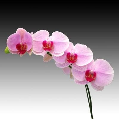 Pink orchid flowers with red centers - orchid flower delivery