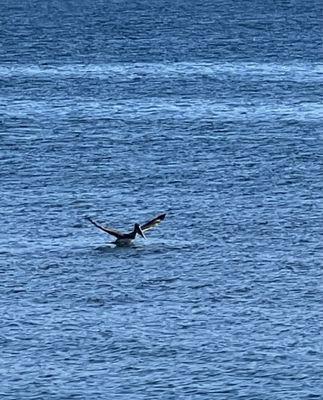 We spotted a seagull plunging into the water near the beach to catch a fish!