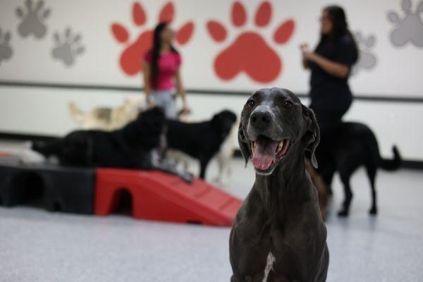 Dog daycare smiles!