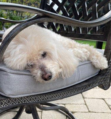 Just relaxing after visiting the groomers.