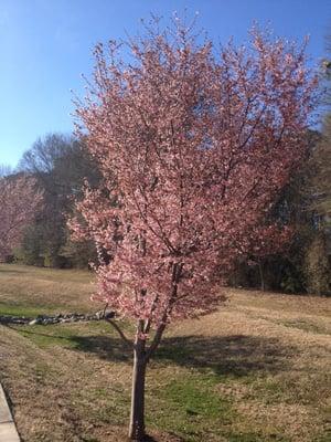 Beautiful blossoming trees