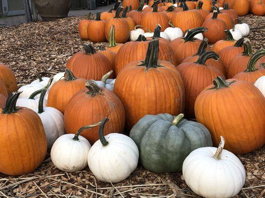 Pumpkin Patch