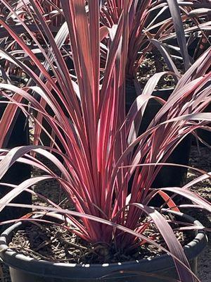 More sun on the flax lily to show the colors