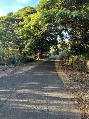 Mokulē'ia Reserve - Pahole Hike