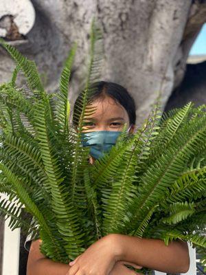 Middle school students used kupukupu fern from HFCA's Native Hawaiian School Garden to make haku lei for May Day.