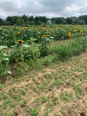 Sunflower