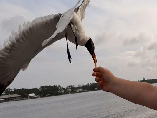 My youngest son, Clayton feeding a hungry seagull.