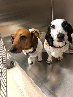 Meet Maggie Mae and Penny, they are here for their annual dental cleanings. Routine dental care is important for all pets!