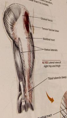 Photo from Jane's anatomy book.  Areas to self massage.