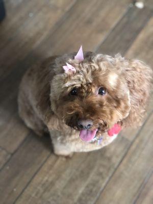 Mocha after her grooming today!