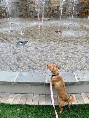 Beautiful fountains on property