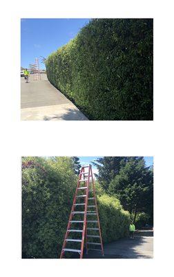 Our latest hedge trimming job, done just this last weekend! The customer was very happy!