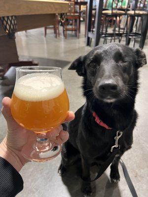 Beer, dog