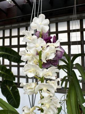 Vanda