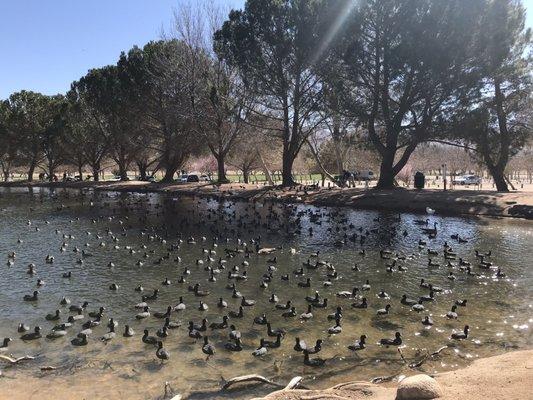 SO MANY DUCKS, very dependent to feeding