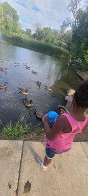 Kid feeding the ducks