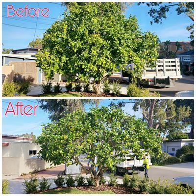 Citrus Trimming and Thinning Service