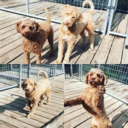 Finnley and Lily playing outside on a beautiful summer day!