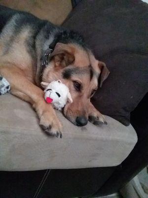 We love the selection of toys for my sweet shepard. Best prices and friendly service.