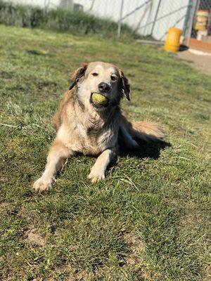 Grady showing that tennis ball what's what