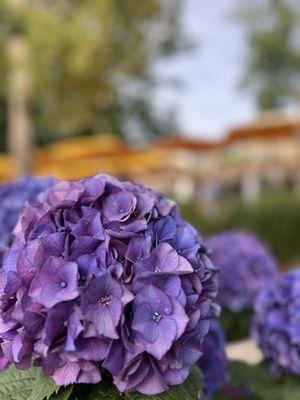 Hydrangeas