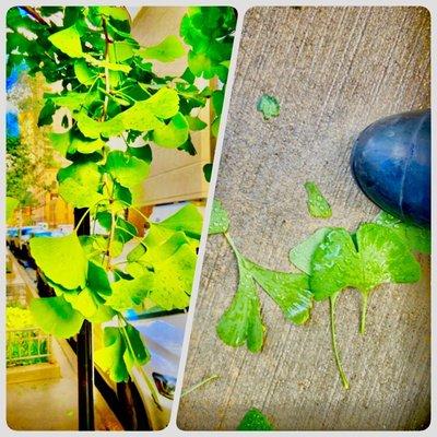 Japanese Gingko Tree. And Gingko Leaves-Sacred-Fall-2022