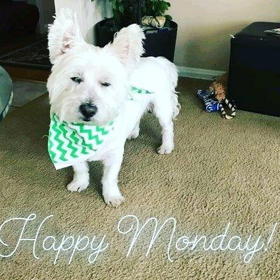 This is chubs my girl snowy and bears son he lives with my grandmother and she takes him to beauty in the beast she loves this groomer!