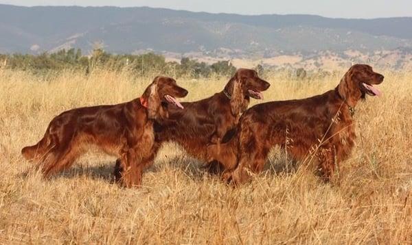 3 sibling Irish Setters.  Sam I Am, Kable (SH and 2 legs in MH), Tully.