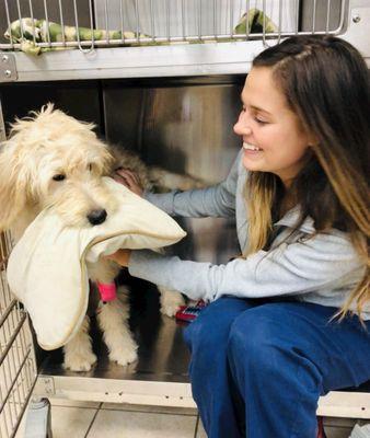 A tech with a sweet girl about to get spayed