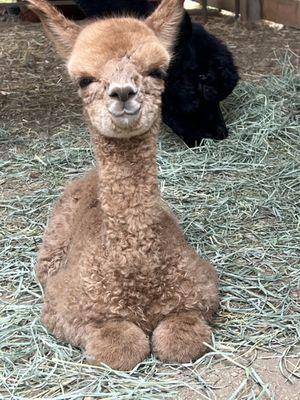 Baby alpaca, 4 hours old.