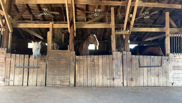 Horses in stables and more