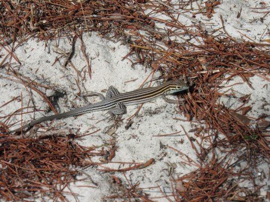 I believe this is a common 5-lined skink?