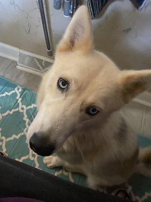 My pretty girl before she visited Camille! Nana aka Lady Orange Clay Ears