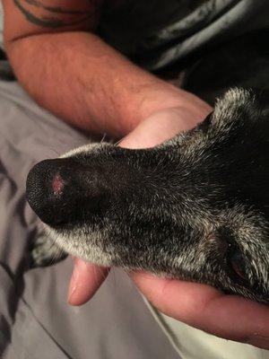 An injury my dog sustained from being boarded at Long Veterinary Clinic, that they lied/didn't inform us about.