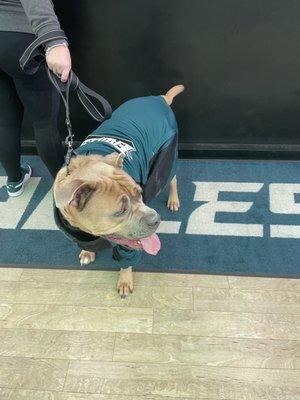 My dog nephew in his Eagles gear inside the shop.