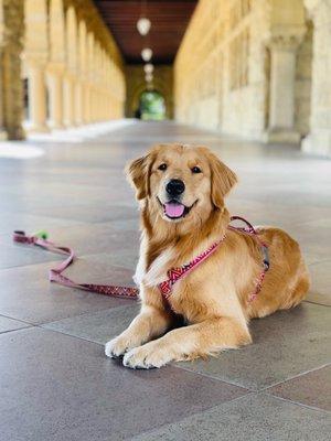 Gemma at Stanford