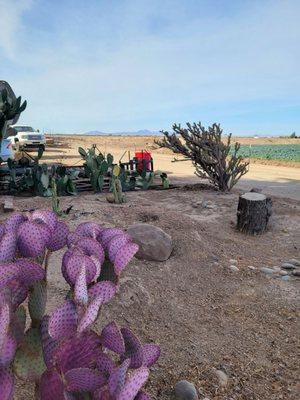 Giftt shop complete with artistic souvenirs, delicious organic homegrown dates, and scrumptious made to order Tamales!