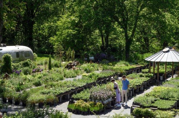 We grow more than 700 different perennials -- more than 280 natives.