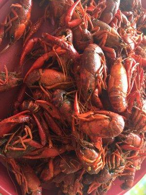 Yummy hot boiled crawfish