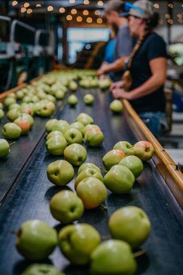 Apple sorting on the line at Ski-Hi.