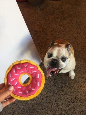 Magoo's favorite doggy boutique, he loves his stuffed !