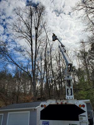 Tyson in a Tulip Poplar over 80 feet in the air.  He climbed up the tree without spikes!