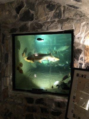 Submersible low voltage LED spot light in a Koi pond, Coconut Grove.