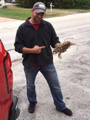 Bird nest removed from dryer duct.