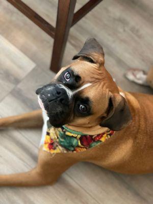 Looking so handsome after his bath.