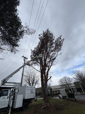 Removal of a dead Pine tree